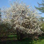 Prunus spinosa (sleedoorn) - Afbeelding 3