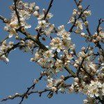 Prunus spinosa (sleedoorn) - Afbeelding 2