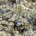Prunus spinosa (sleedoorn)