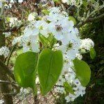 Pyrus calleryana ‘Chanticleer’ – leivorm