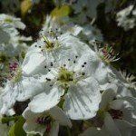Pyrus calleryana ‘Chanticleer’ – leivorm - Afbeelding 2