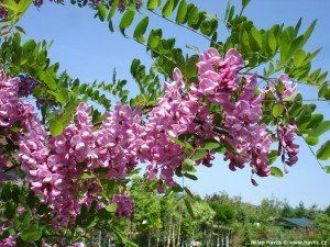 Robinia margaretta 'Casque Rouge'