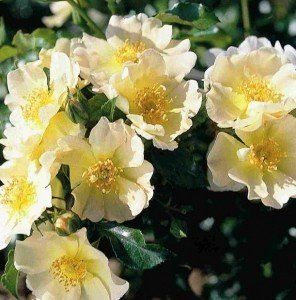 Rosa lemon meidiland