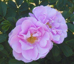 Rosa zwerg