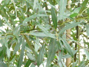 Salix alba 'Belders'