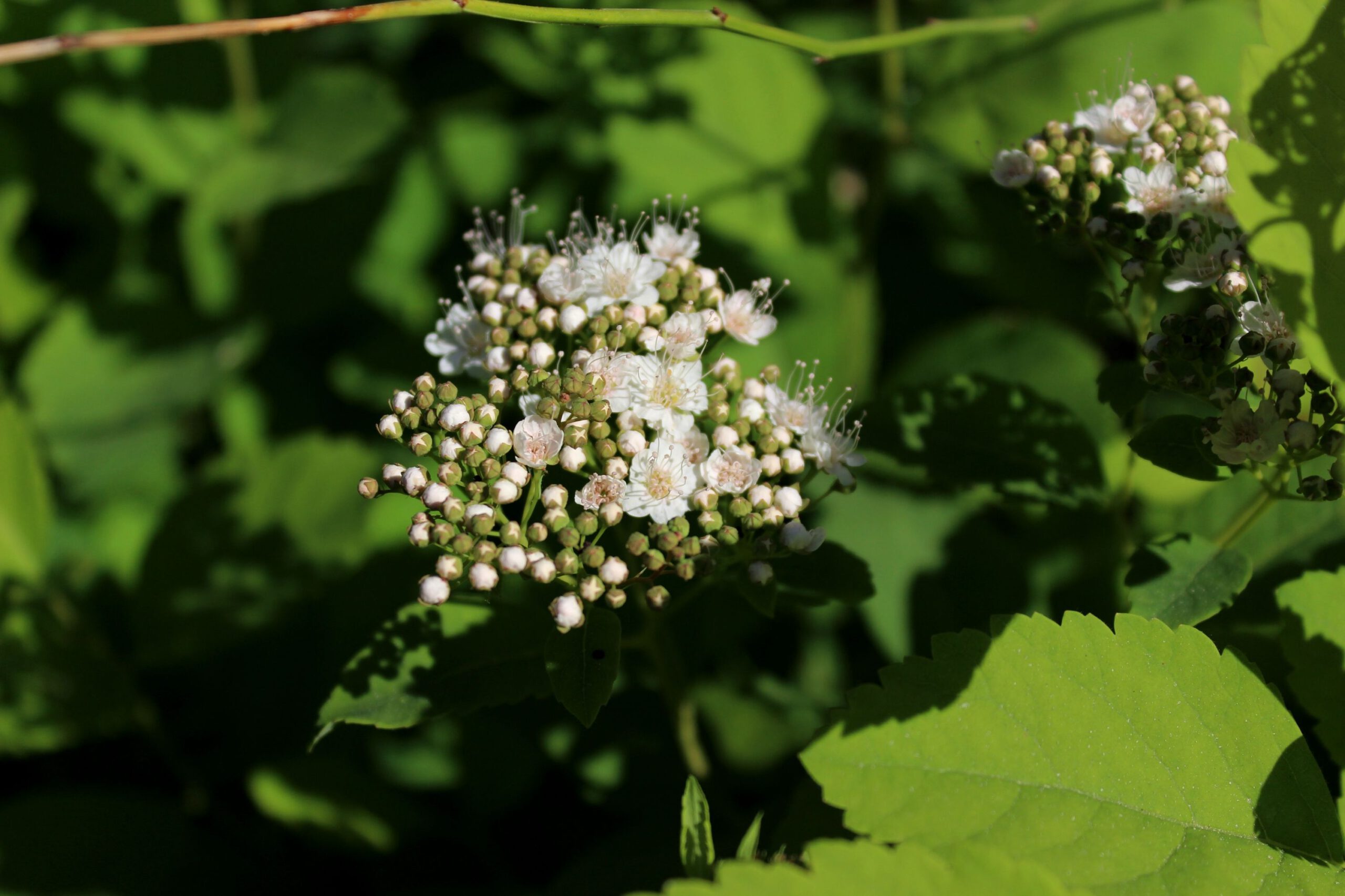 Spiraea betulifolia 'Tor' - Afbeelding 3
