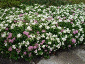 Spiraea japonica 'Genpei'