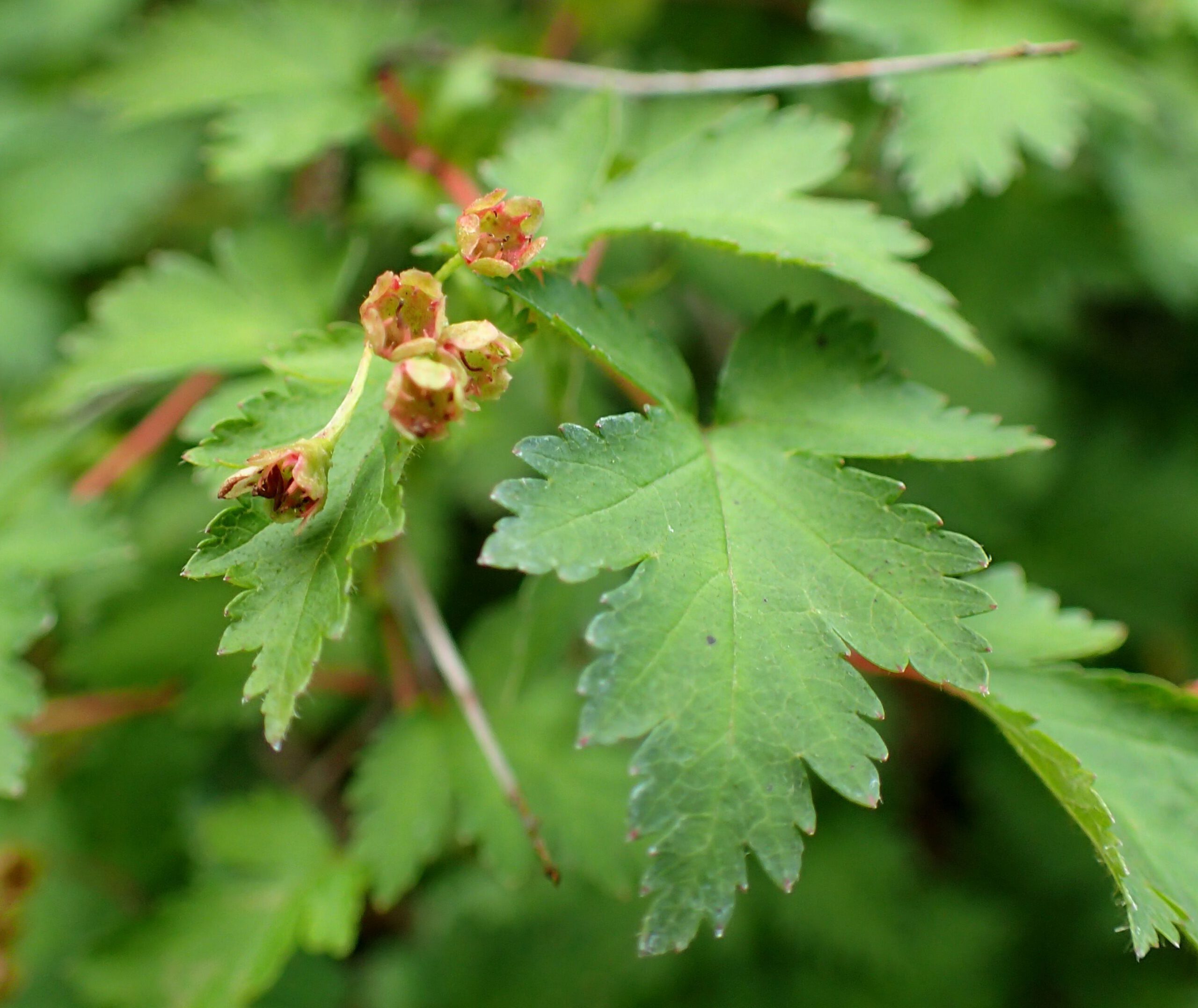 Stephanandra incisa 'Crispa' - Afbeelding 2