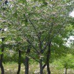 Styrax japonicus – Japanse storaxboom