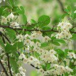 Styrax japonicus – Japanse storaxboom - Afbeelding 2