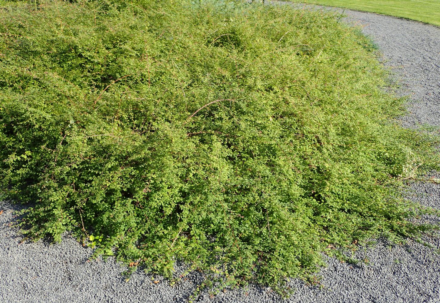 Bestel Symphoricarpos chen. ‘Hancock’ voordelig bij Plantenweelde