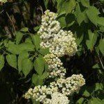 Syringa v. 'Mme Florent Stepman' - Afbeelding 2