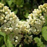 Syringa v. 'Mme Florent Stepman'