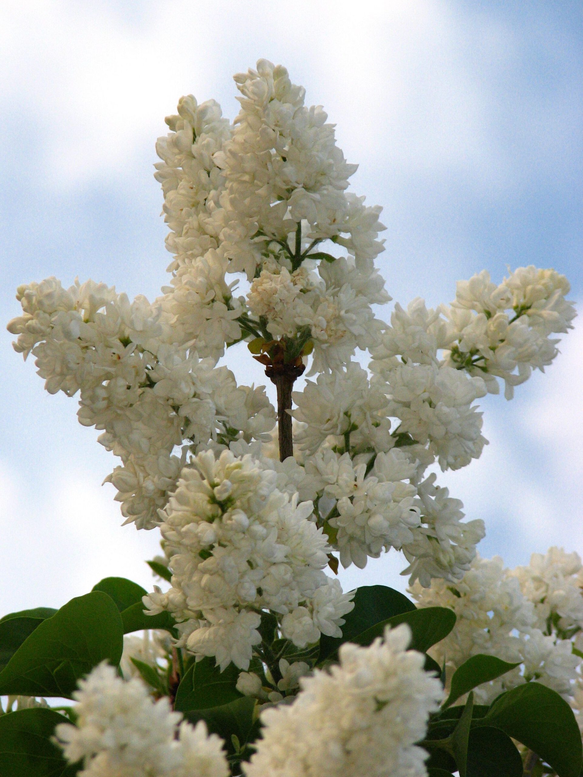 Syringa v. 'Mme. Lemoine' - Afbeelding 2