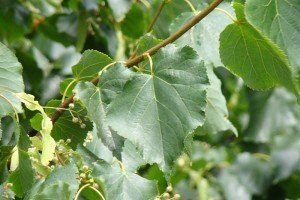 Tilia cordata greenspire