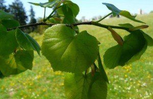 Tilia cordata roelvo (2)