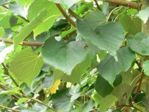 Tilia cordata roelvo