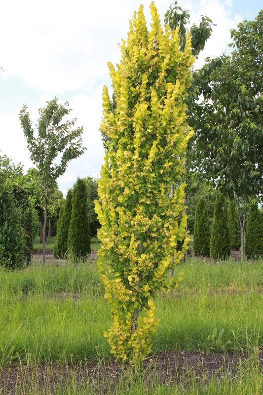 Bestel Ulmus holl. 'Wredei' voordelig bij Plantenweelde