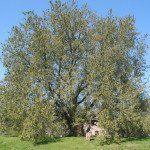 Ulmus laevis – Fladderiep - Afbeelding 2