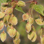 Ulmus laevis – Fladderiep