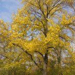 Ulmus laevis – Fladderiep - Afbeelding 3