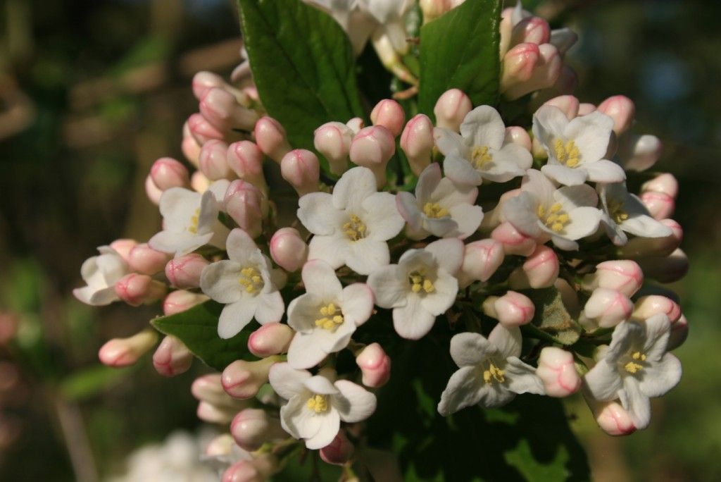 Bestel Viburnum burkwoodii voordelig bij Plantenweelde