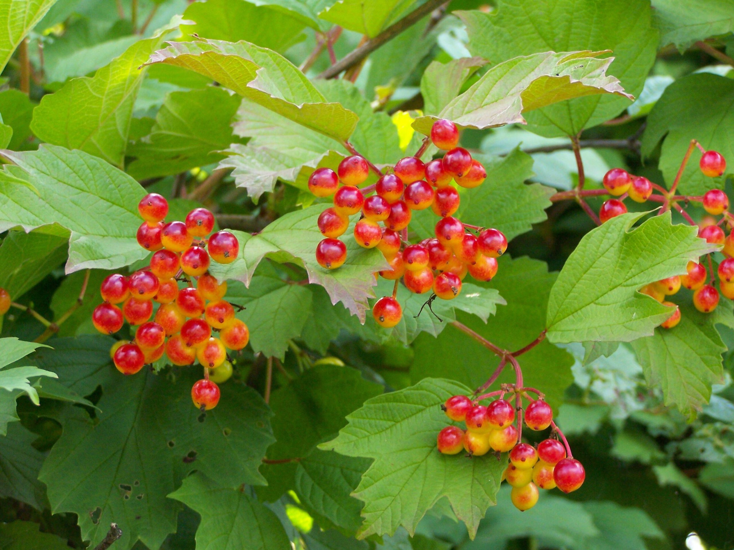 Viburnum opulus - Afbeelding 2