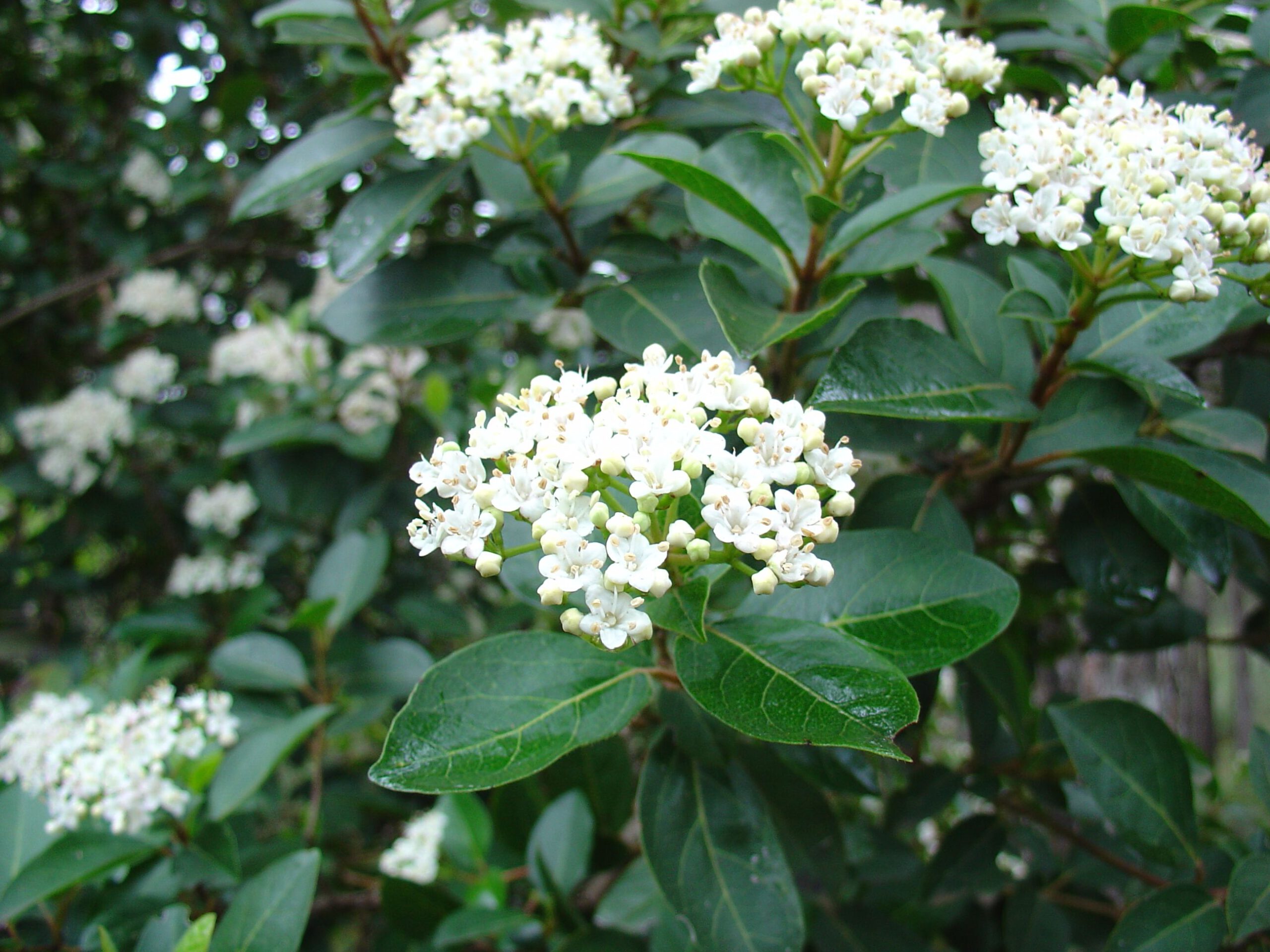 Viburnum tinus - Afbeelding 3
