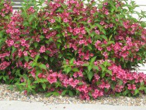 Weigela 'Bristol Ruby'2