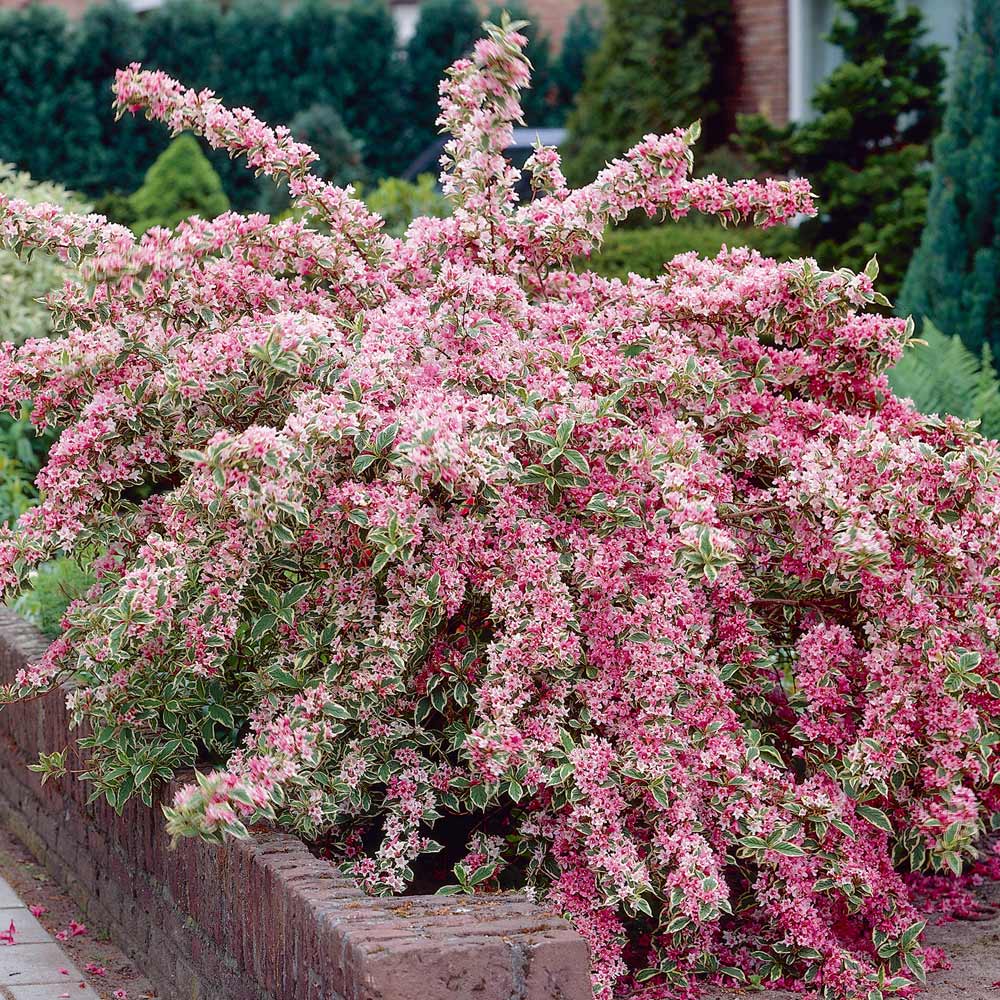 Bestel Weigela Nana Variegata Voordelig Bij Plantenweelde