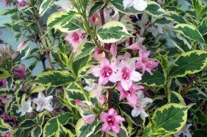 Weigela 'Nana Variegata'2