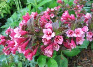 Weigela 'Tango' (2)