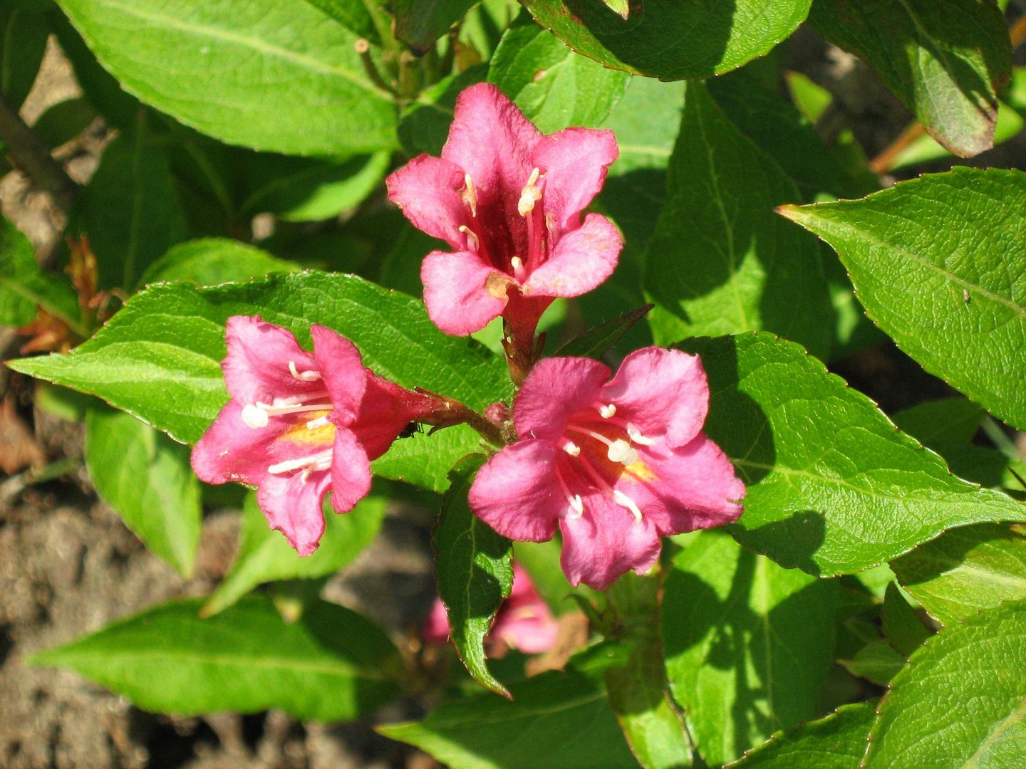 Bestel Weigela 'Rumba' voordelig bij Plantenweelde