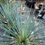 Yucca filamentosa - Afbeelding 2