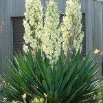 Yucca filamentosa