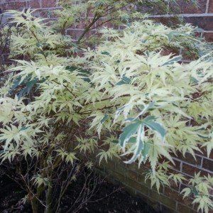 acer palmatum butterfly