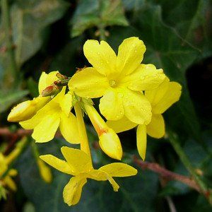 Jasminum nudiflorum