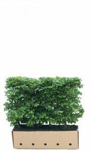 Los element Fagus sylvatica 80cm