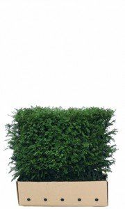 Los element Taxus baccata 80cm