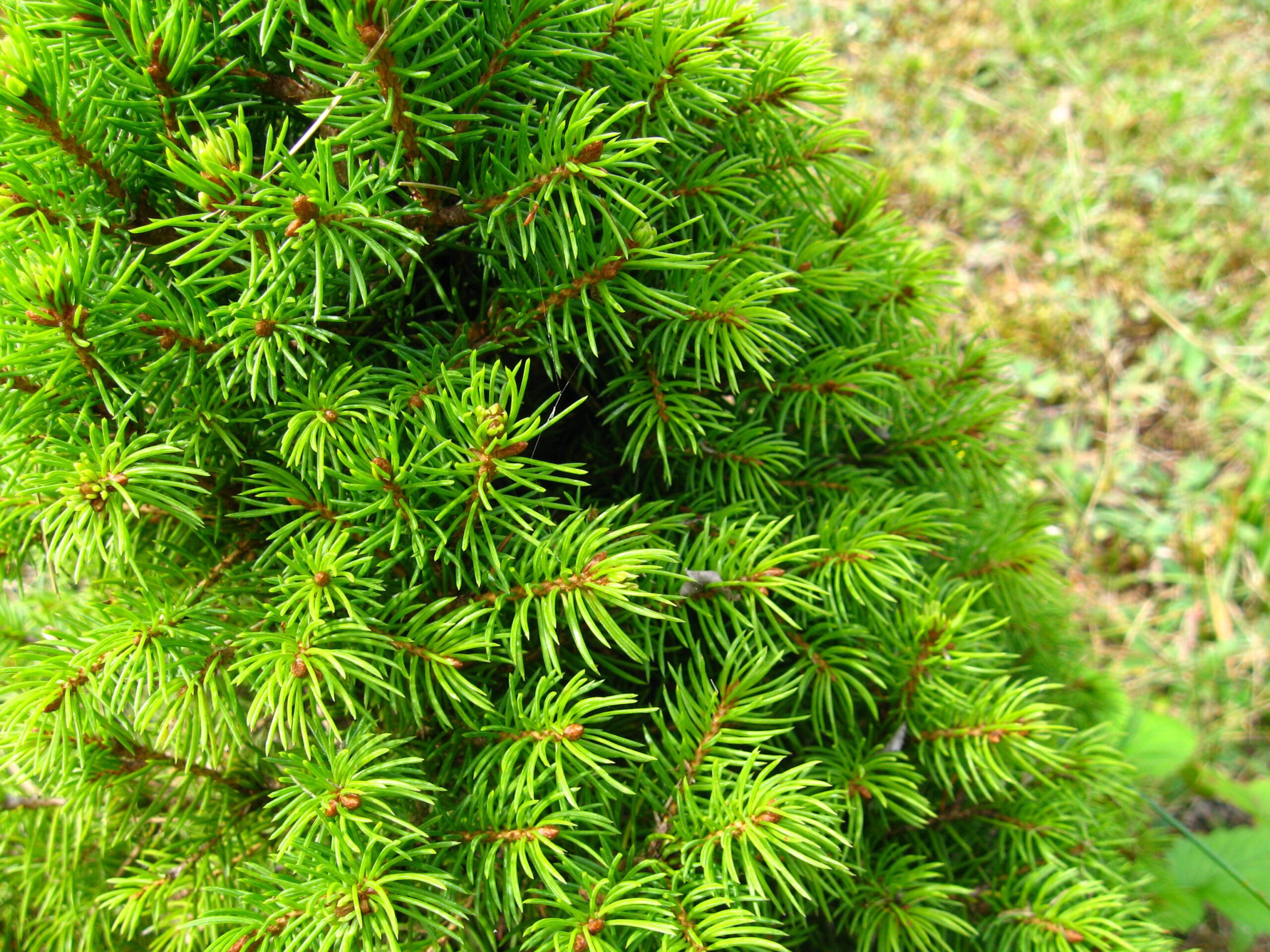 Picea glauca 'Conica' - Afbeelding 2