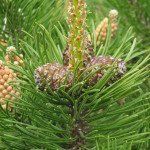 Pinus mugo mughus