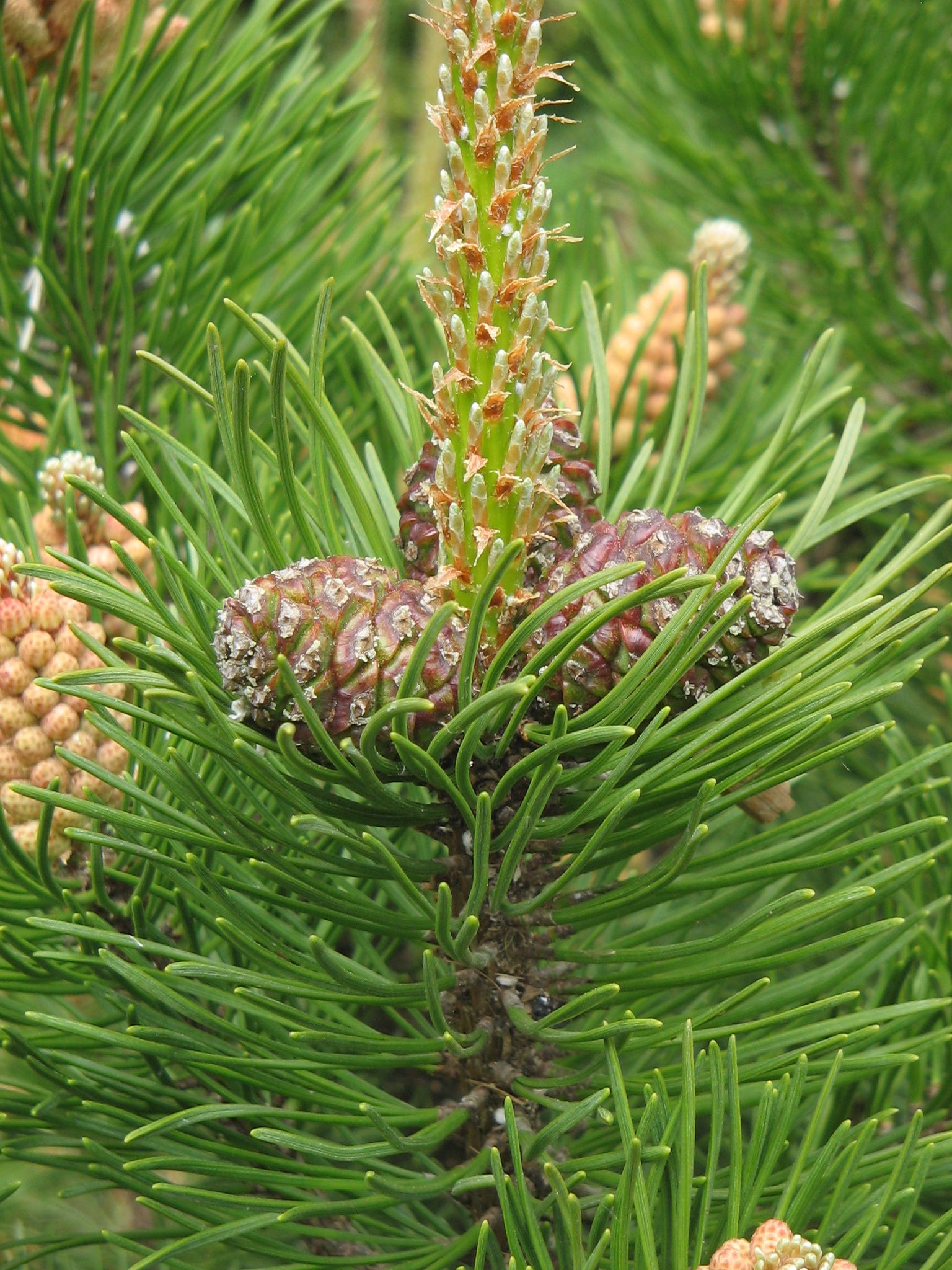 pinus