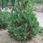 Pinus mugo mughus - Afbeelding 2