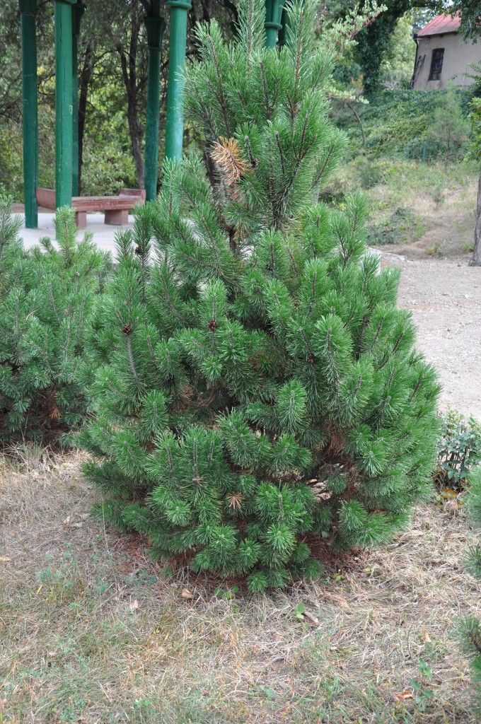 Pinus mugo Mughus – VASO 24 - Pistoia Verde