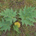 Rheum palmatum tanguticum - Afbeelding 2