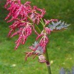Rheum palmatum tanguticum