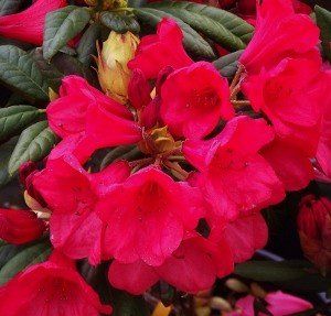 Rhododendron (R) 'Elizabeth'