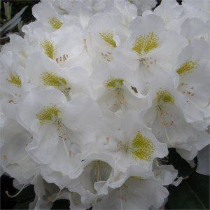 Rhododendron yakushimanum Porzellan