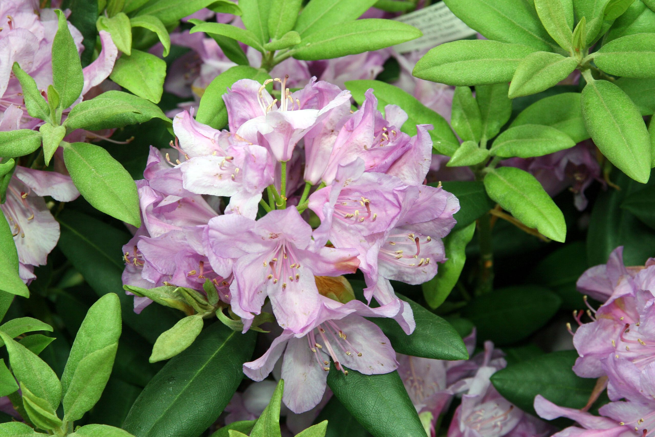 Rhododendron ‘Cataw. Grandiflorum’ - Afbeelding 2