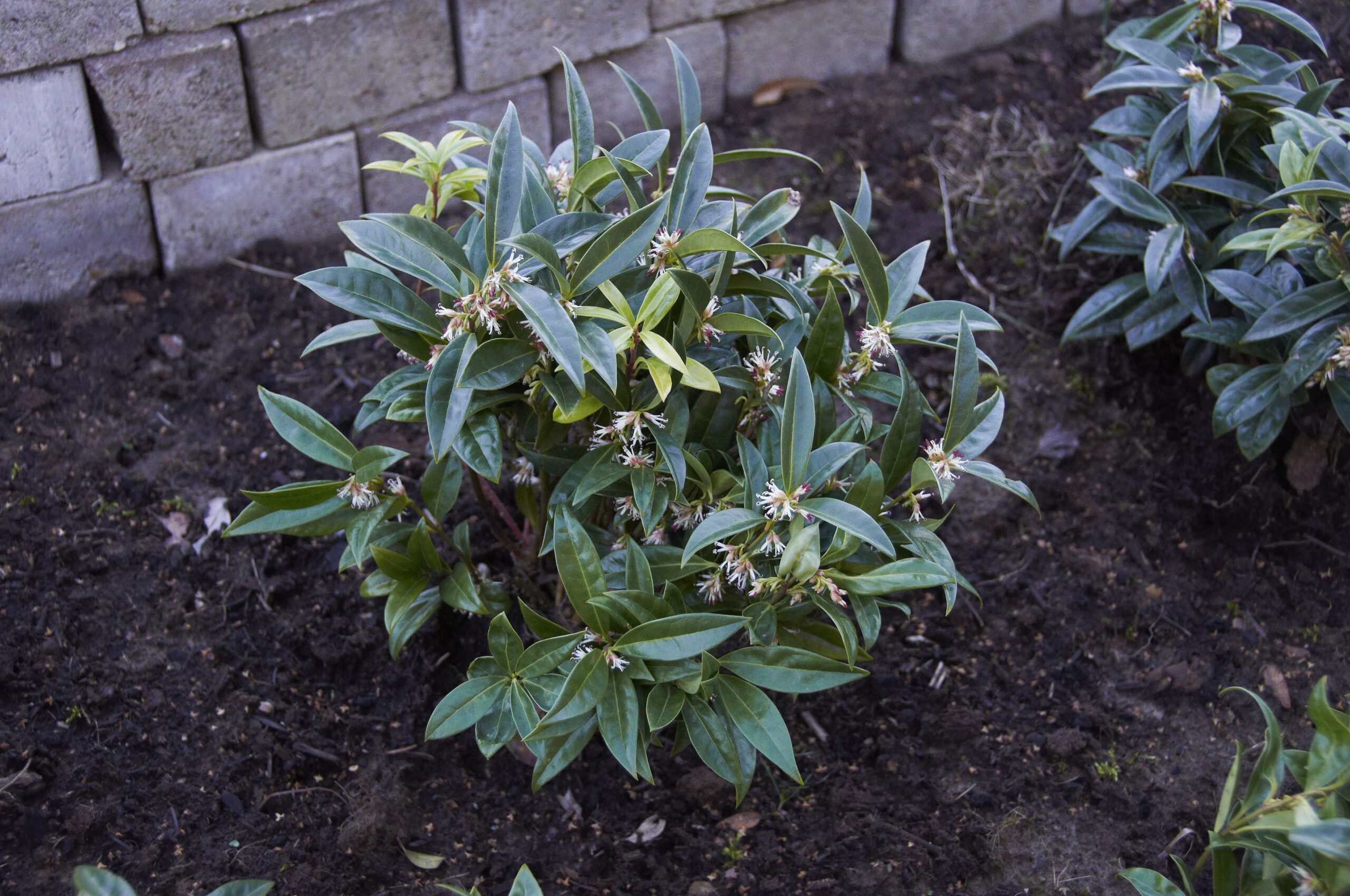 Sarcococca hookeriana - Afbeelding 2